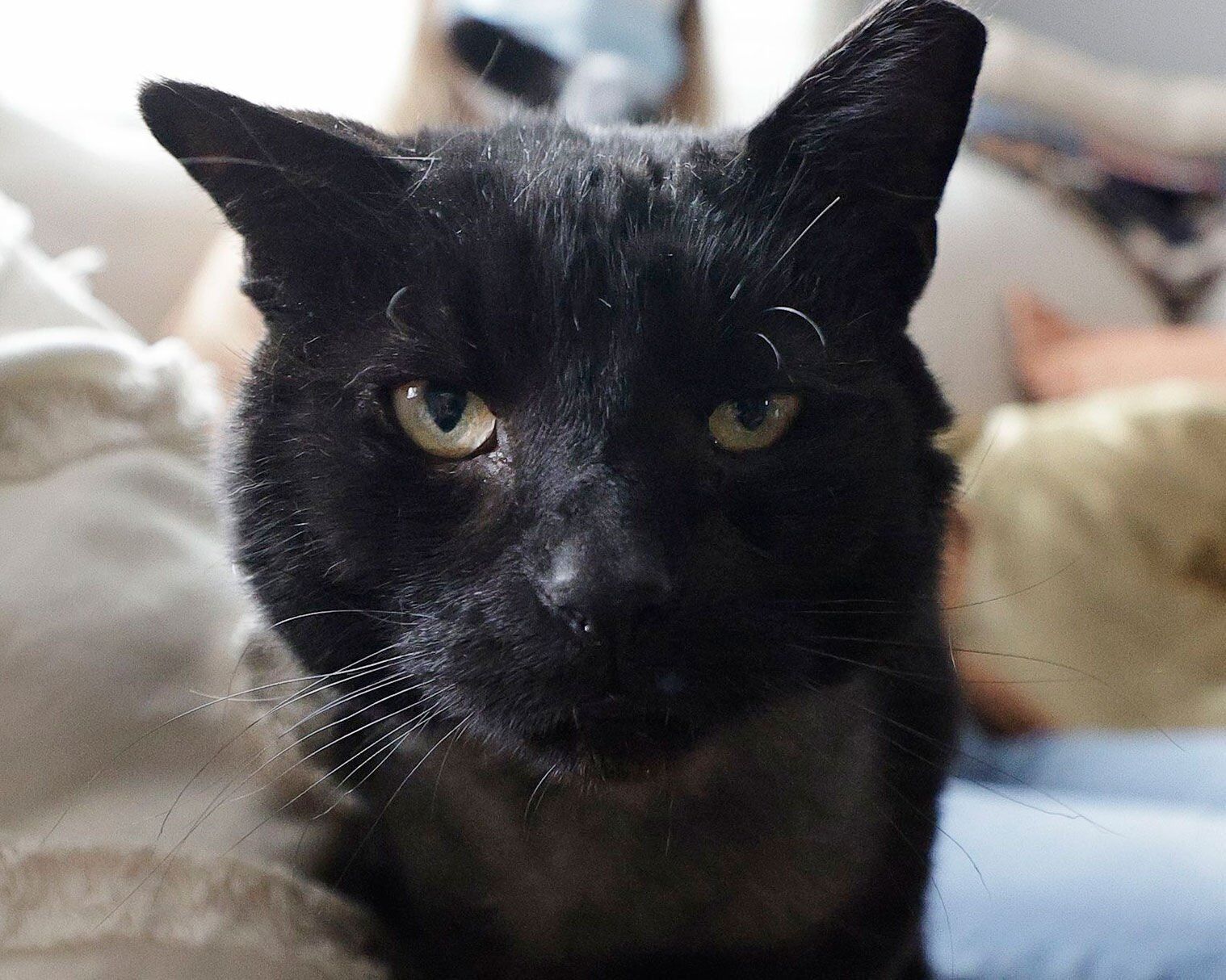 Buddy the cat